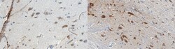 MilliporeSigma Serotonin Receptor 1B, Mouse, Unlabeled, Clone: 1C2.1, 100&mu;g;